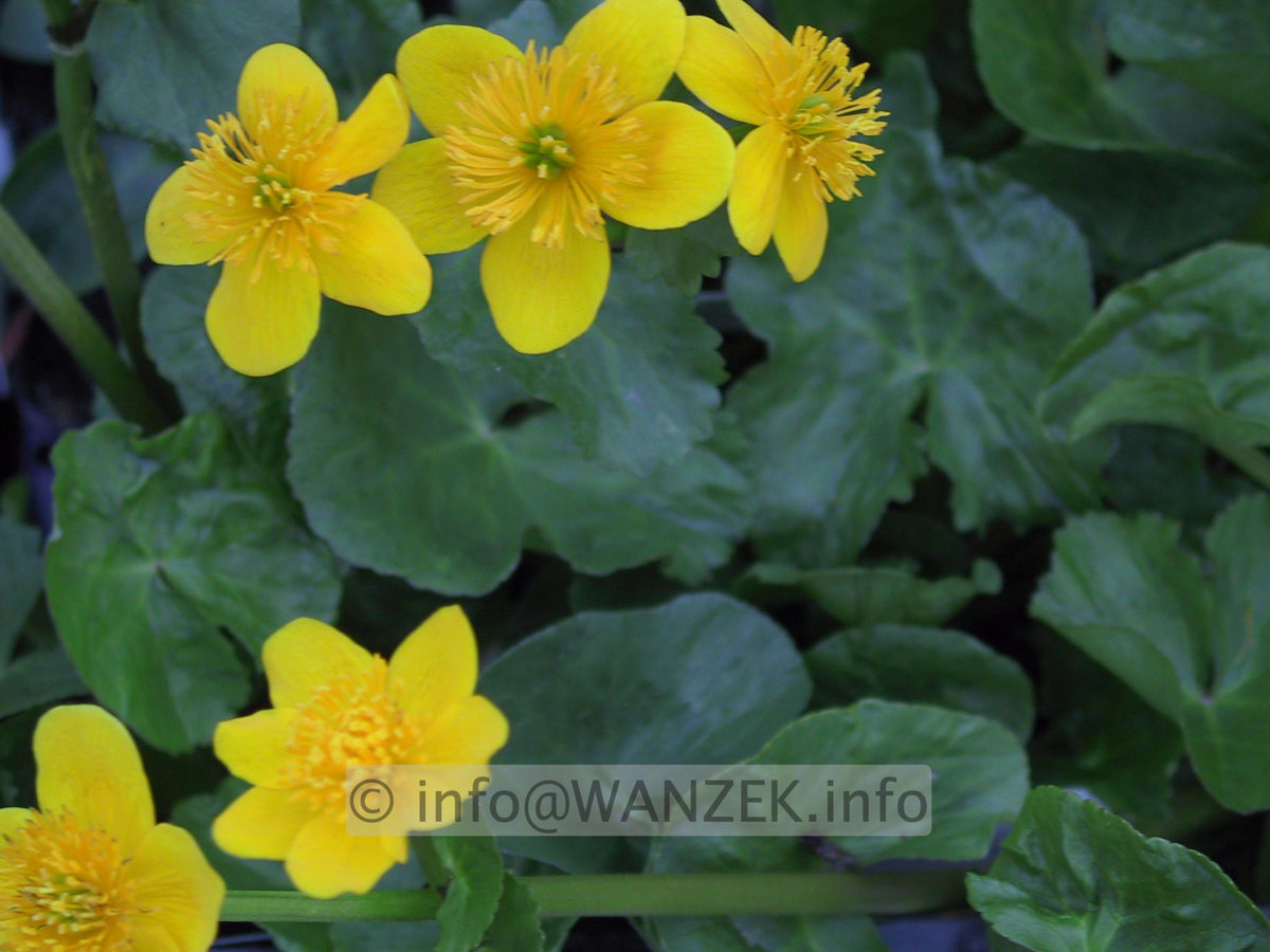 Caltha palustris Goldschale 02.JPG